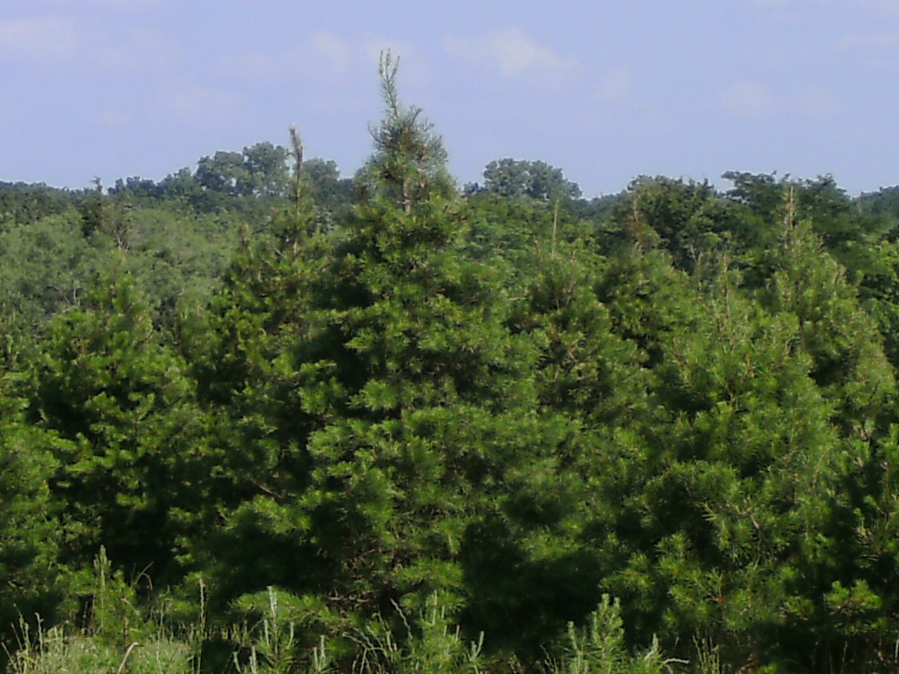 KaJiN Farm